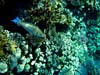 Fisk og koraller i Sharm el Sheikh