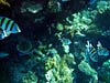 Fisk og koraller i Sharm el Sheikh