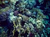 Flotte koraller i Sharm el Sheikh