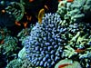 Flot blå acropora koral i Sharm el Sheikh