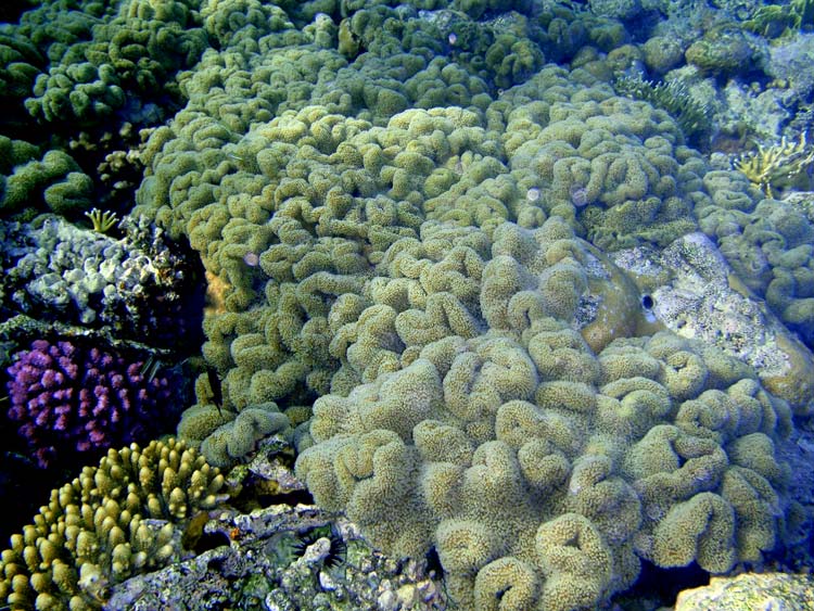 Flot sarcophyton koral i Sharm el Sheikh
