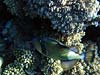 Stor aftrækkerfisk i Sharm el Sheikh