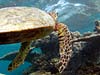 Havskildpadde ved Malapascua Island