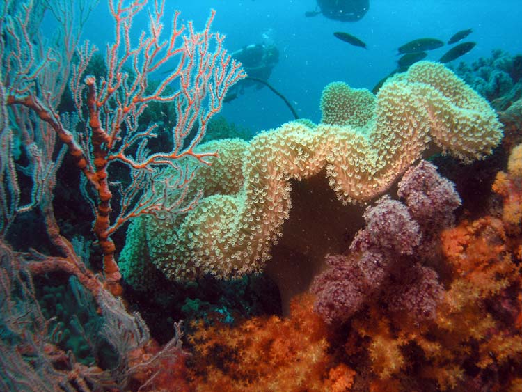 Smukke koraller ved Tioman Island