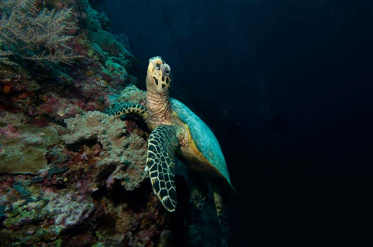 Havskildpadde ved Sipadan Island