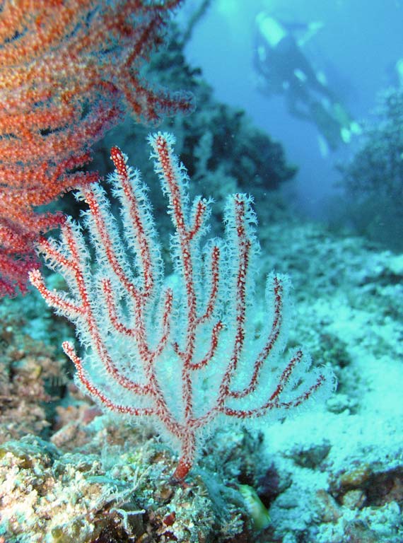 Koraller ved Sipadan Island