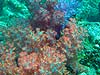 Smukke blødkoraller ved Perhentian Islands