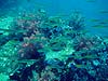 Fisk og blødkoraller ved Perhentian Islands