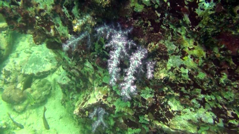 Flot blødkoral ved Tokong Laut ved Perhentian Islands