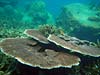 Bordkoraller ved Perhentian Islands