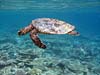 Havskildpadde ved Bathala Island