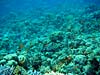 Koralrev i Ras Abu Galum