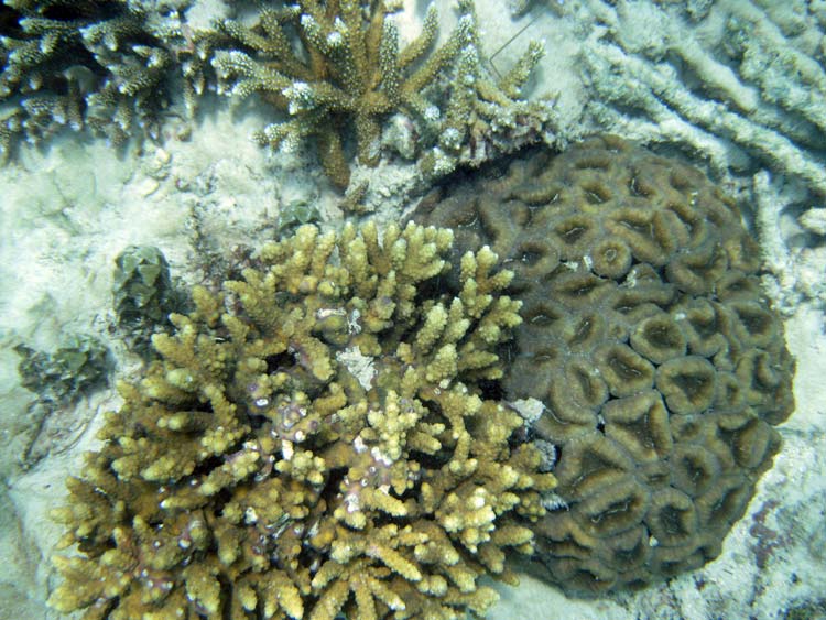 Koraller ved Anse Soleil på Mahé 