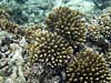 Koraller ved Praslin Island