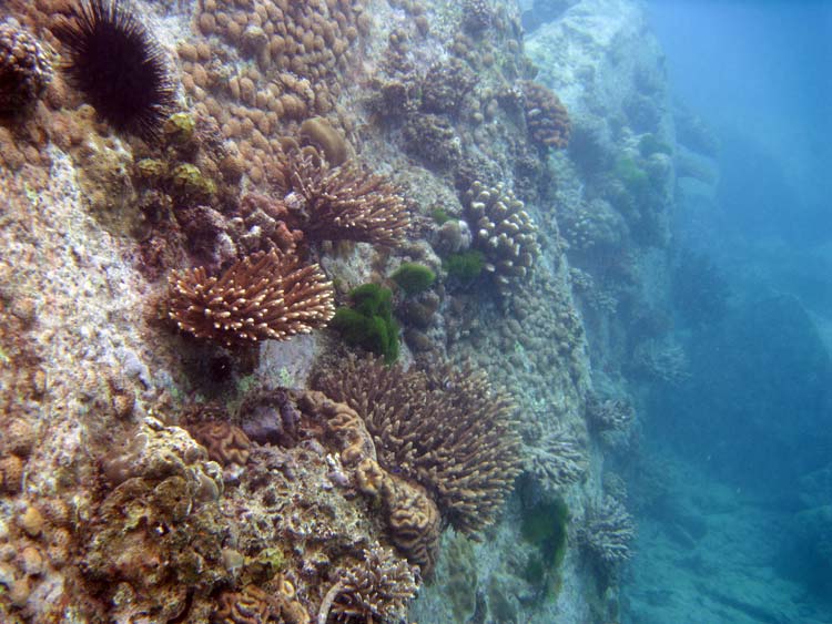 Koraller på klippevægge ved Praslin Island