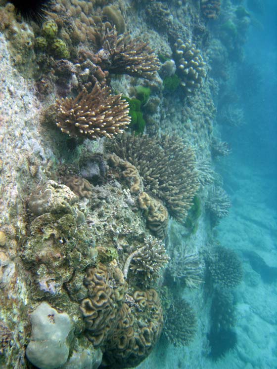 Koraller ved Anse Lazio