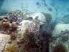 Havskildpadde blandt koraller ved Anse Lazio