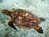 Havskildpadde ved Praslin Island