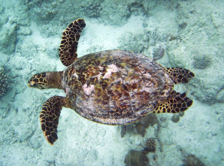 Havskildpadde ved Praslin Island
