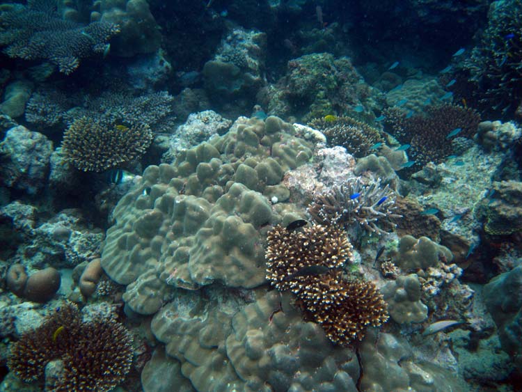 Koraller ved Alice In Wonderland 