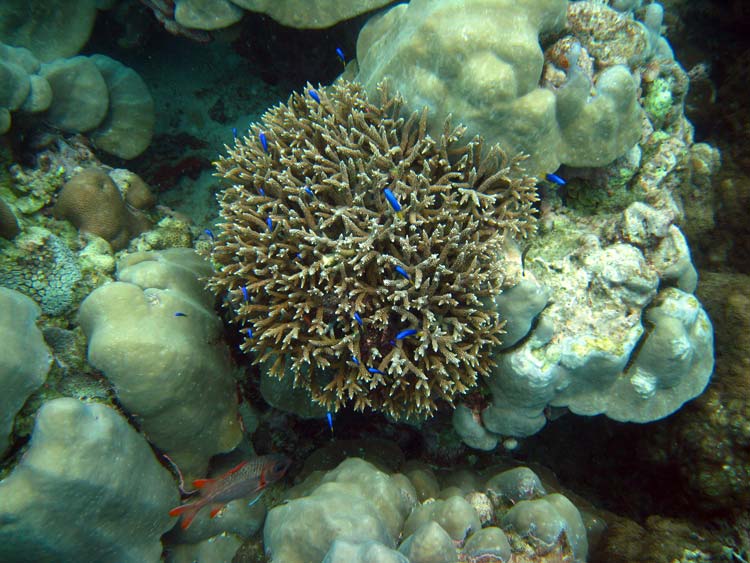 Koraller og fisk ved Alice In Wonderland 