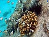 Koraller og fisk ved Anse Lazio