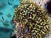 Koraller ved Praslin Island