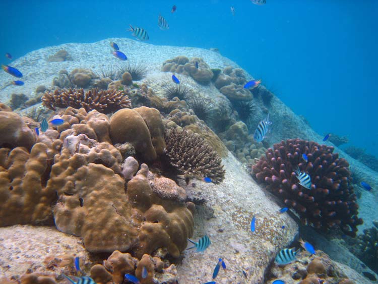 Koraller ved Anse Lazio 