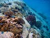 Koraller på klipperne ved Anse Lazio