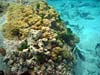 Koraller ved Anse Lazio