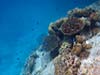 Koraller ved Anse Lazio 