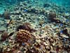 Koraller ved Anse Severe på La Digue