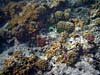 Koralrev ved Anse Severe