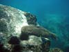Koraller på granitvægge ved Anse Lazio