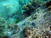 Koraller på granitvægge ved Anse Lazio