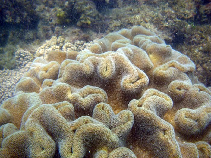 Koraller ved Kasa Beach i Tanzania