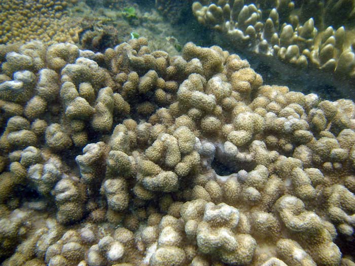Koraller ved Kasa Beach i Tanzania