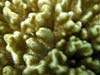Close-up af koraller ved Kasa Beach i Tanzania