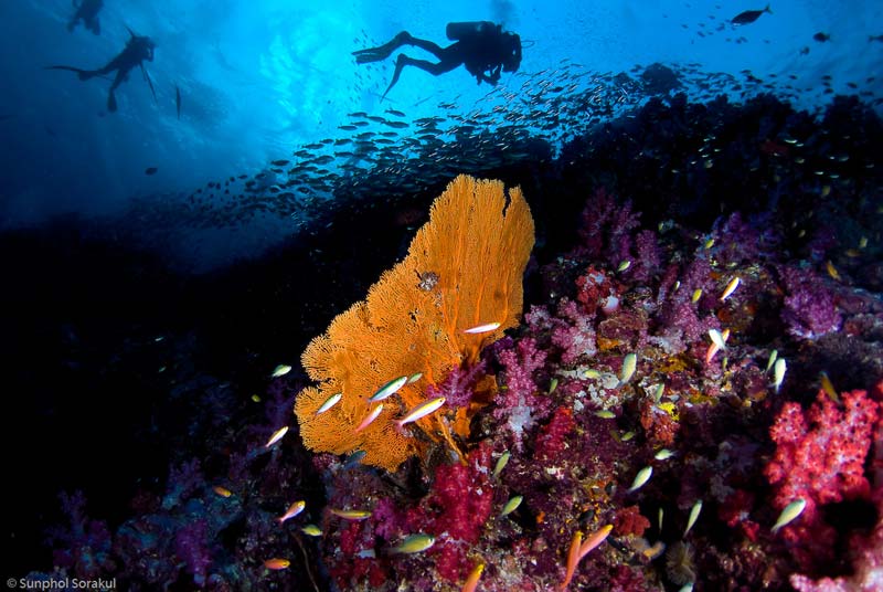 Smukt koralrev ved Richelieu Rock 