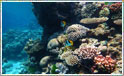 Dykning og aktiviteter ved Great Barrier Reef