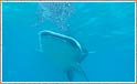 Dykning med hvalhajer - Et møde med havets giganter i Filippinerne