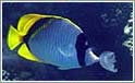 Alverdens flotte og farvestrålende fisk i koralrevet