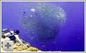 Flot varieret dykning - Palau