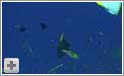 Djævlerokker, ørnerokker og hajer - Palau