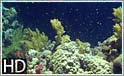Zabargad, Daeadalus Reef, Rocky Island and St. Johns Reef