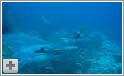 Stor hammerhaj svømmer forbi - Costa Rica