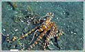 Blæksprutte i Lembeh-strædet  