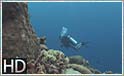HD: Captain Don's Reef ved Bonaire