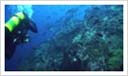 Fantastisk dykning ved Cocos Island 1