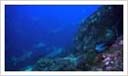 Fantastisk dykning ved Cocos Island 2